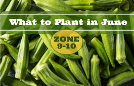 What to Plant in June in USDA Zones 9-10